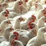 Bird Flu Hits India