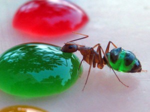 Ants-eat-sugary-food
