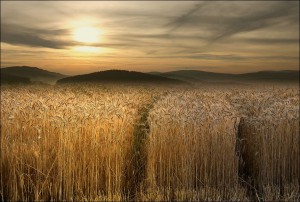 wheat_field_28