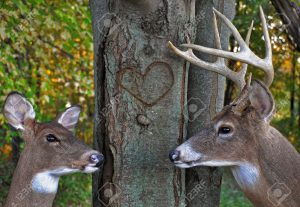 doe deer pair