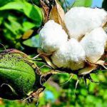 On Bt Cotton, FRAND Licensing and Recent Governmental Initiatives: Putting Things in Context – I
