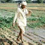 Problems with the Indian Plant Varieties Regime (IV):  Obliterating the “Farmers’ Variety”? (Part II)