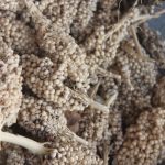 The Sustainable Seed Innovations Project: Prong 1-Revival of Traditional Ecological Knowledge Based Farming Systems (Part I)