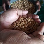 The Sustainable Seed Innovations Project: Supporting a Smooth Implementation of the Three-Pronged Approach to Sustainable Seed Innovation – Legal & Ethical Issues (Part III)