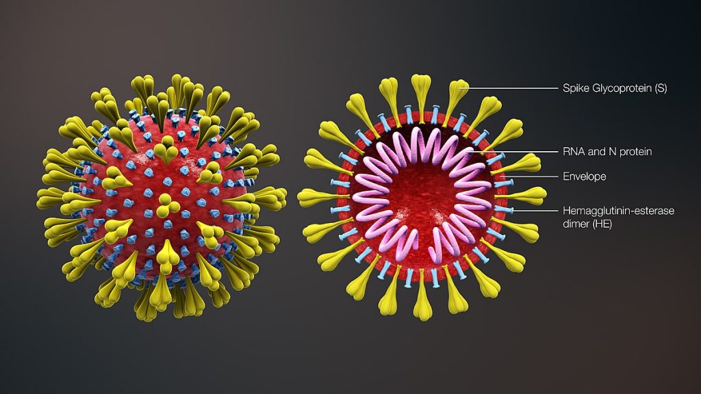 3D medical depiction of coronavirus