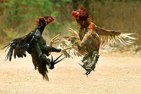A picture of two chickens fighting